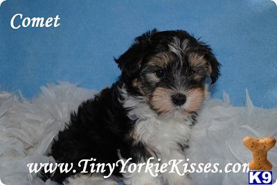 Mixed Breed Puppies in CA